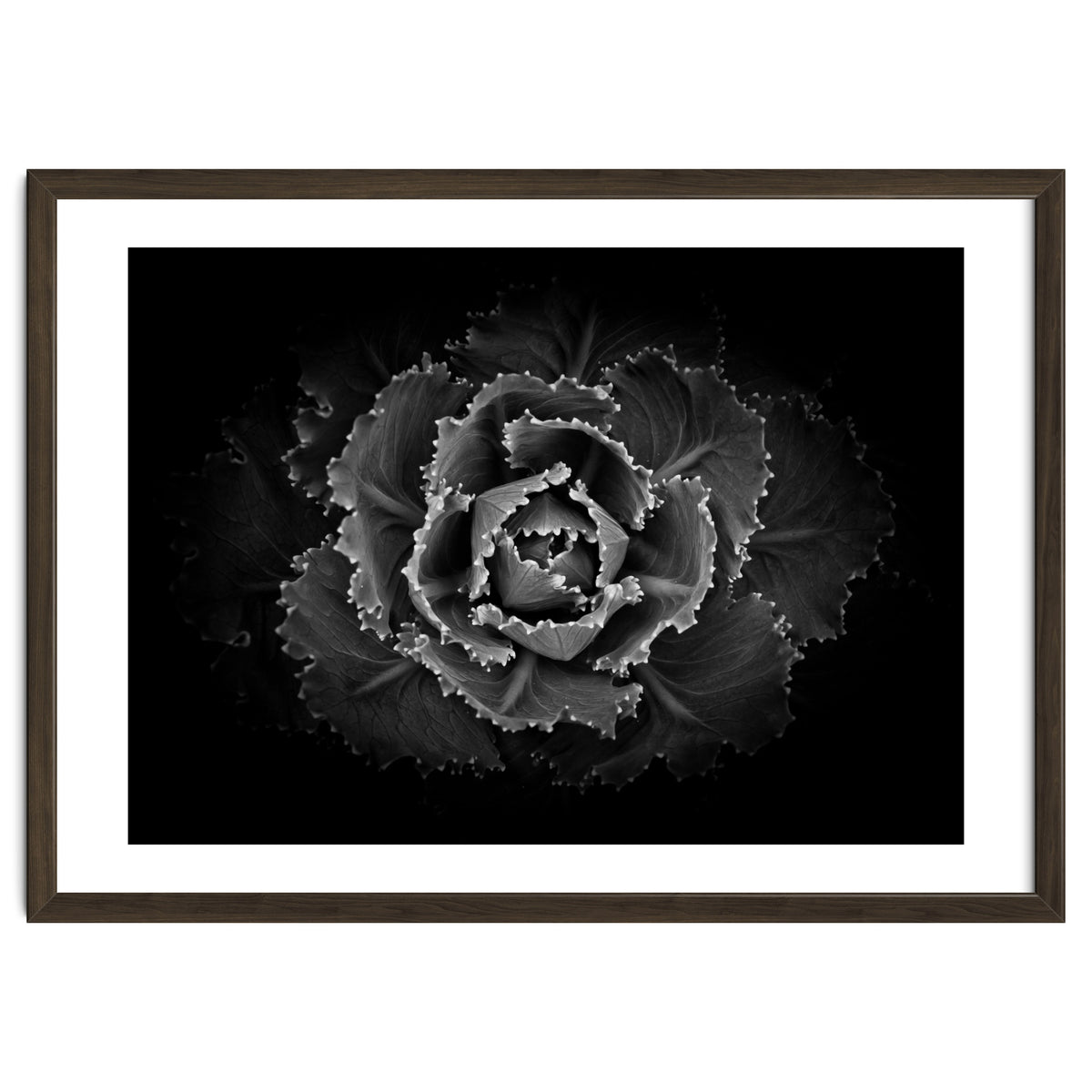 Backyard Flowers In Black And White No 101