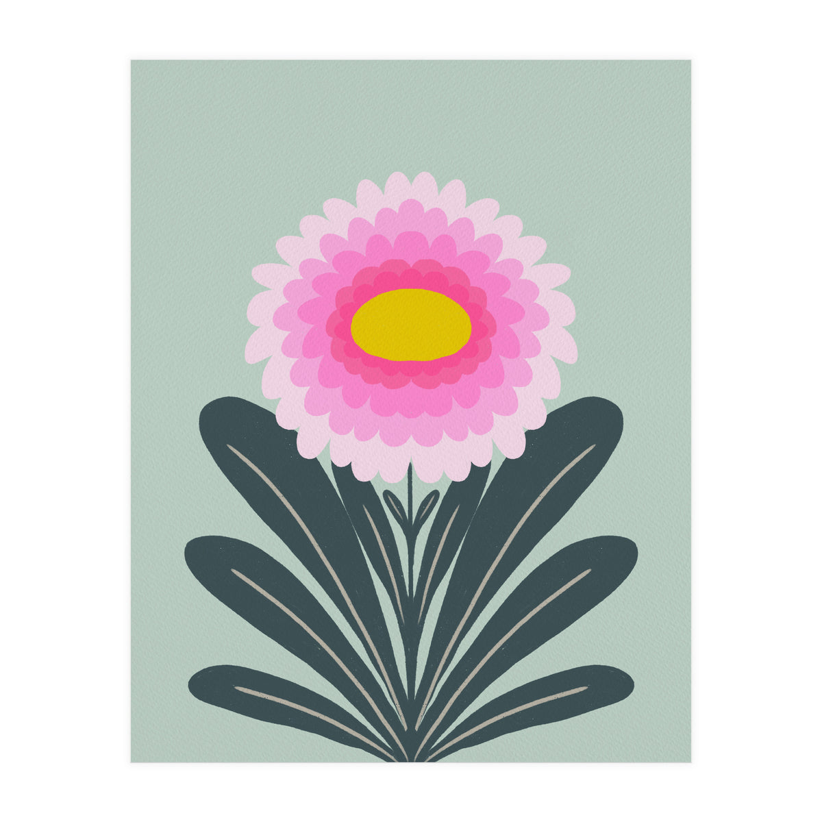Chrysanthemum - turquoise and pink (Print Only)