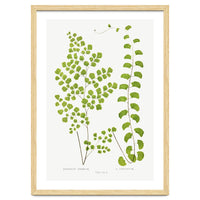 Edward Joseph Lowe – Adiantum Assimile and Adiantum Lunulatum (1856–1860)