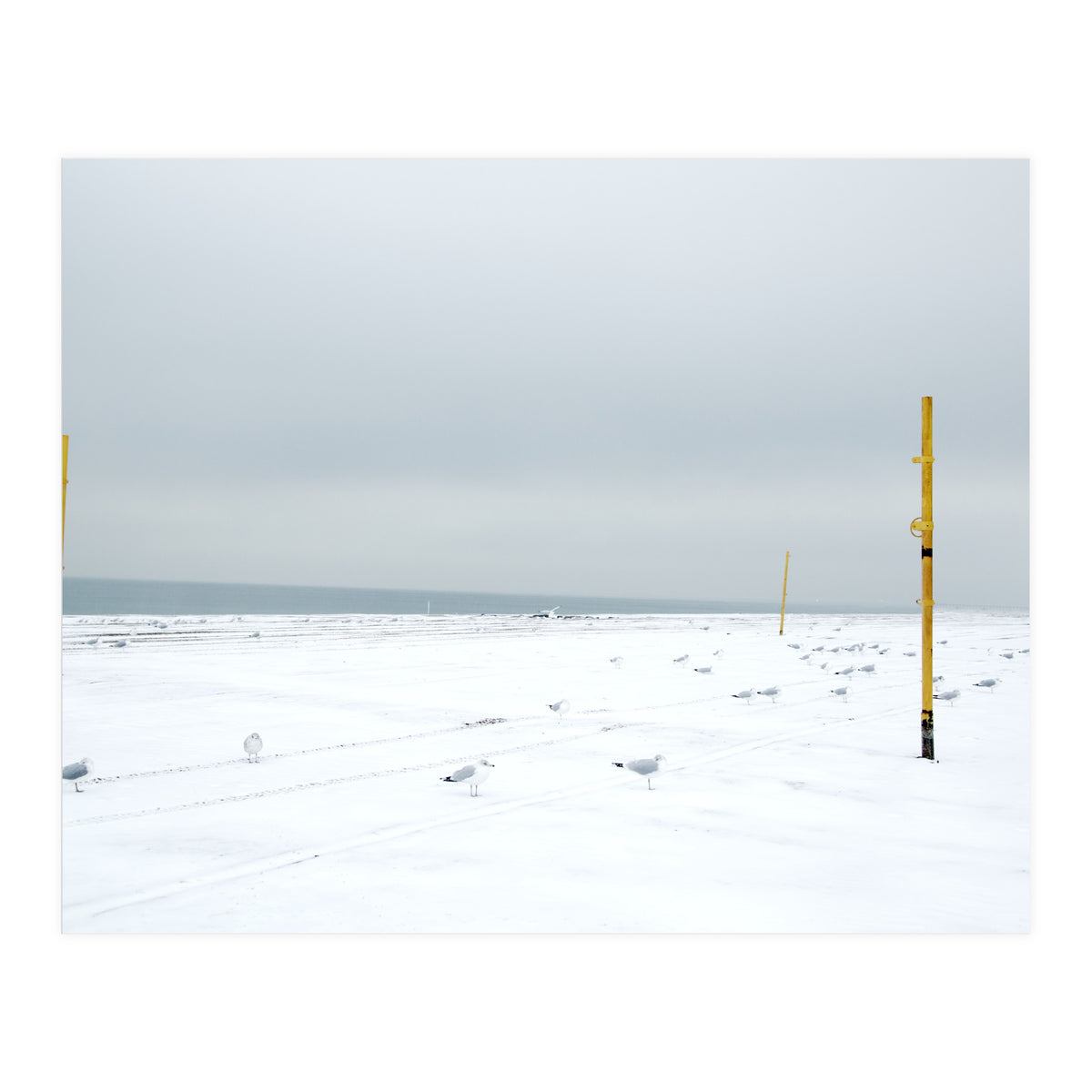 Seagulls in between the volleyball poles in winter snow beach (Print Only)