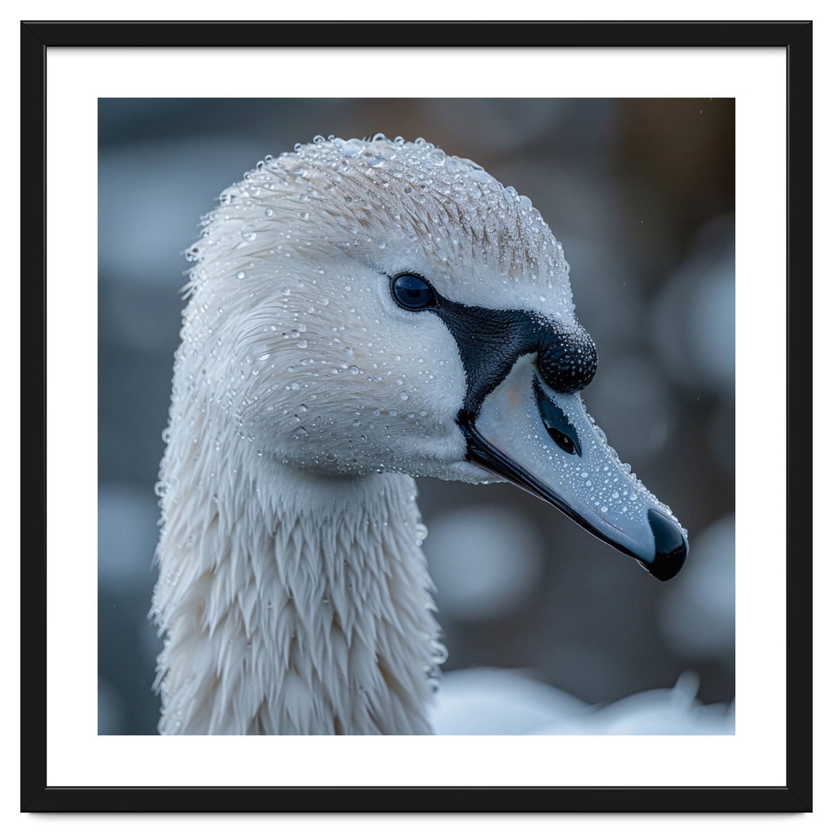 Close Up Of A Swan Head Covered In Water Droplets