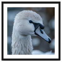 Close Up Of A Swan Head Covered In Water Droplets