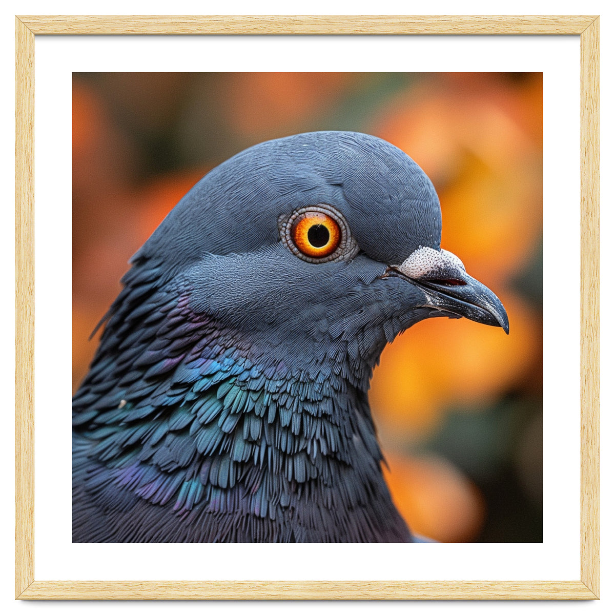 Close Up Of A Pigeon's Head And Neck