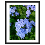 Blue Plambago Flowers thumbnail