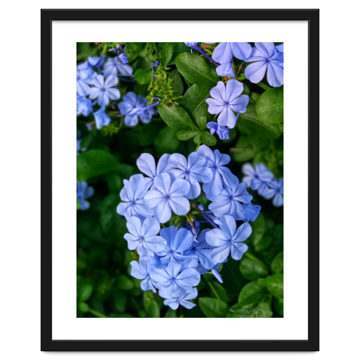 Blue Plambago Flowers