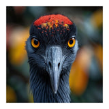 Close Up Of A Strikingly Beautiful Bird Face (Print Only) thumbnail