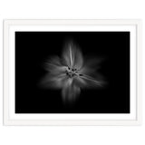Backyard Flowers In Black And White No 28 Flow Version thumbnail