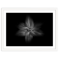 Backyard Flowers In Black And White No 28 Flow Version