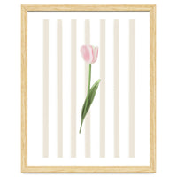 Single Tulip