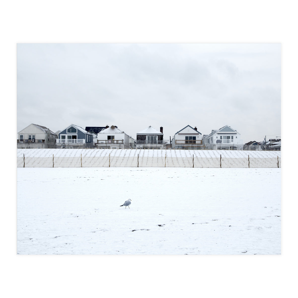 A seagull and snow covered houses (Print Only)