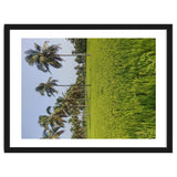The Paddy Fields of Kerala, South India thumbnail