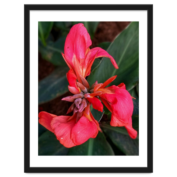 Red Indian Shot Flower