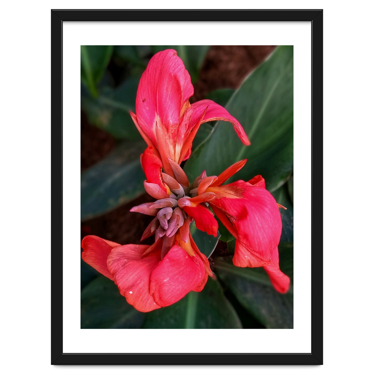 Red Indian Shot Flower