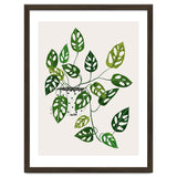 Monstera Obliqua Plant thumbnail