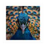 Close Up Peacock Head And Eye With Feathers (Print Only) thumbnail