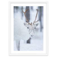 White Reindeer