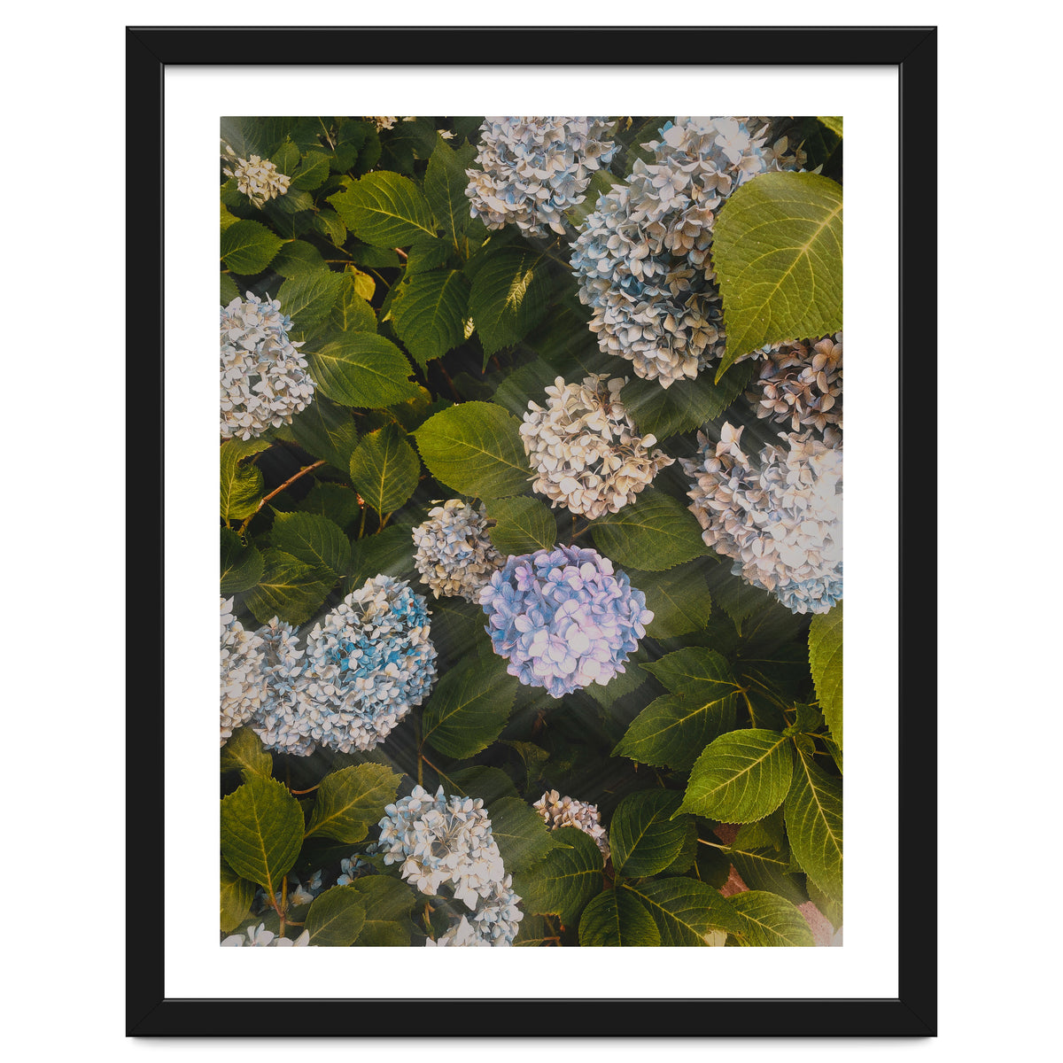 Hydrangeas | Portrait