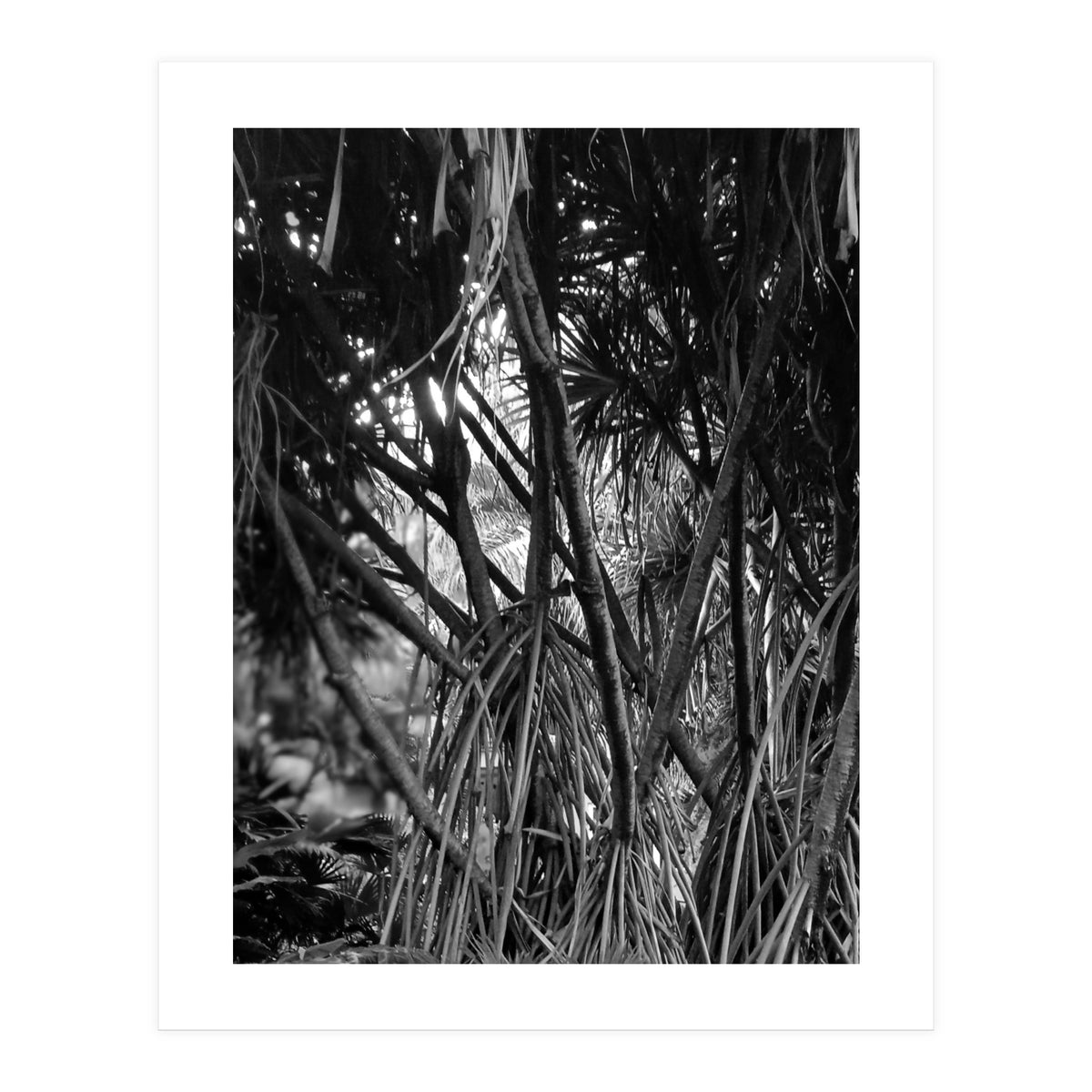 Black Tectorius Plant Art (Print Only)