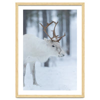 Portrait of a reindeer