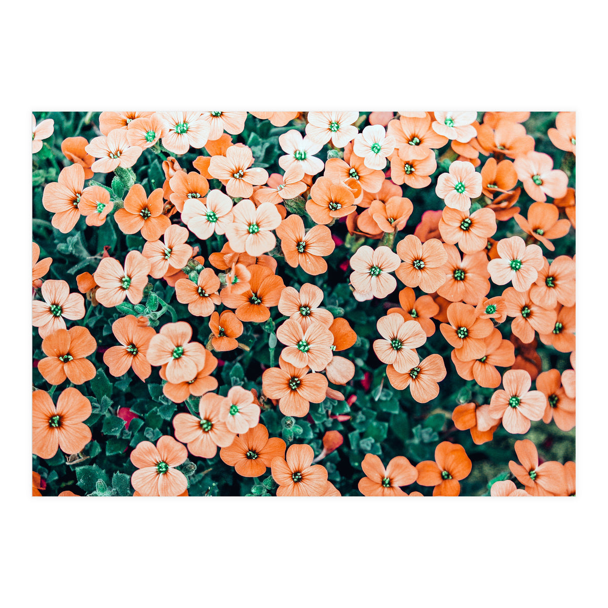 Floral Bliss, Nature Photography Garden Meadow, Blush Orange Coral Summer Flowers Botanical (Print Only)