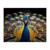 Close Up Peacock Displaying Its Feathers (Print Only) thumbnail