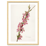 Royal Charles Steadman – Peach (Prunus persica) (1924) thumbnail