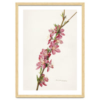Royal Charles Steadman – Peach (Prunus persica) (1924)