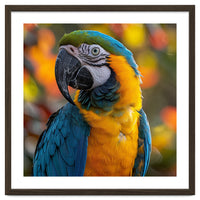 Blue And Gold Macaw Parrot Close Up Portrait