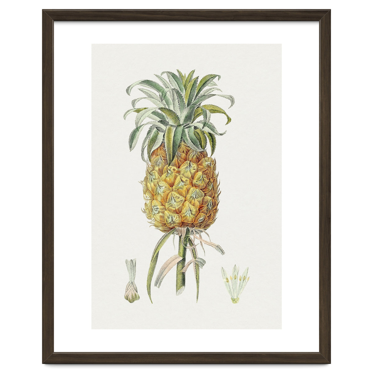 Pineapple (Hand Drawn Botanical Illustration)