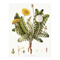 William Curtis – Dandelion (1777–1798) (Print Only)