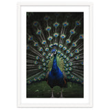 Peacock Portrait Photography thumbnail