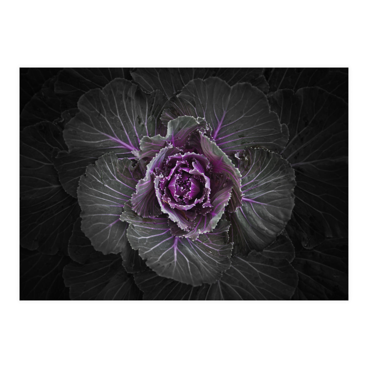 Backyard Flowers No 108 Color Version (Print Only)