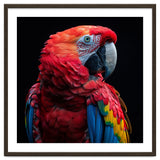 Scarlet Macaw Parrot Close Up Portrait thumbnail