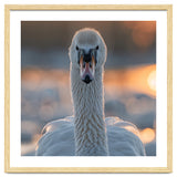 Close Up Portrait Of A Majestic Swan thumbnail