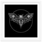 Deaths Head Moth thumbnail