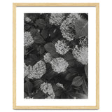 Hydrangeas | Black & White Portrait thumbnail