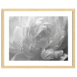 Ethereal Monochromatic Peony Petal Macro thumbnail