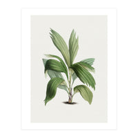 Areca Palm (Hand Drawn Botanical Illustration) (Print Only)