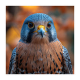 Close Up Of A Kestrel Bird Of Prey Portrait (Print Only) thumbnail