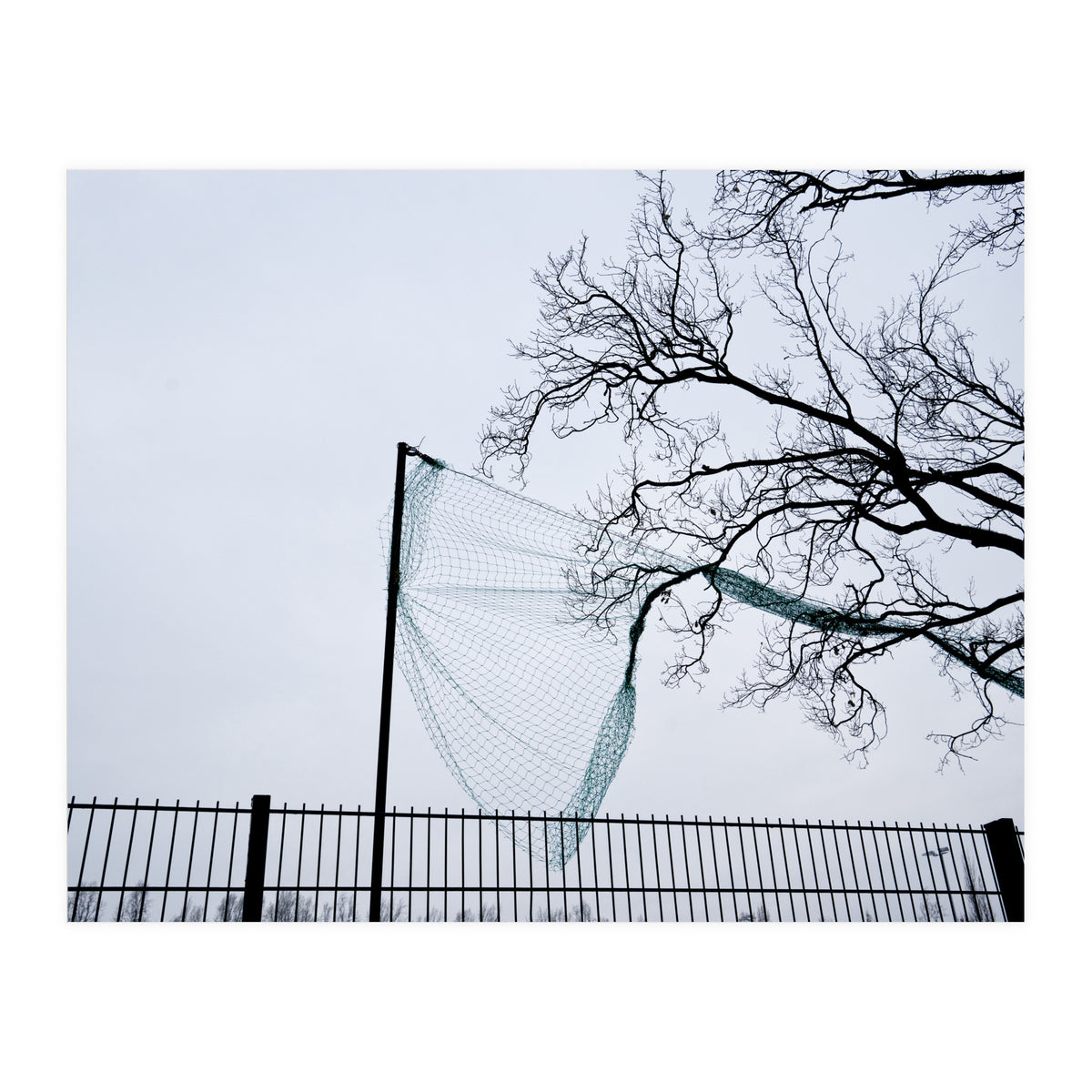 Net caught in a tree (Print Only)