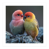 Pair Of Lovebirds Sitting On Rocks (Print Only) thumbnail