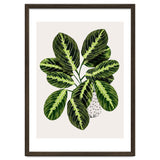 Maranta Plant thumbnail