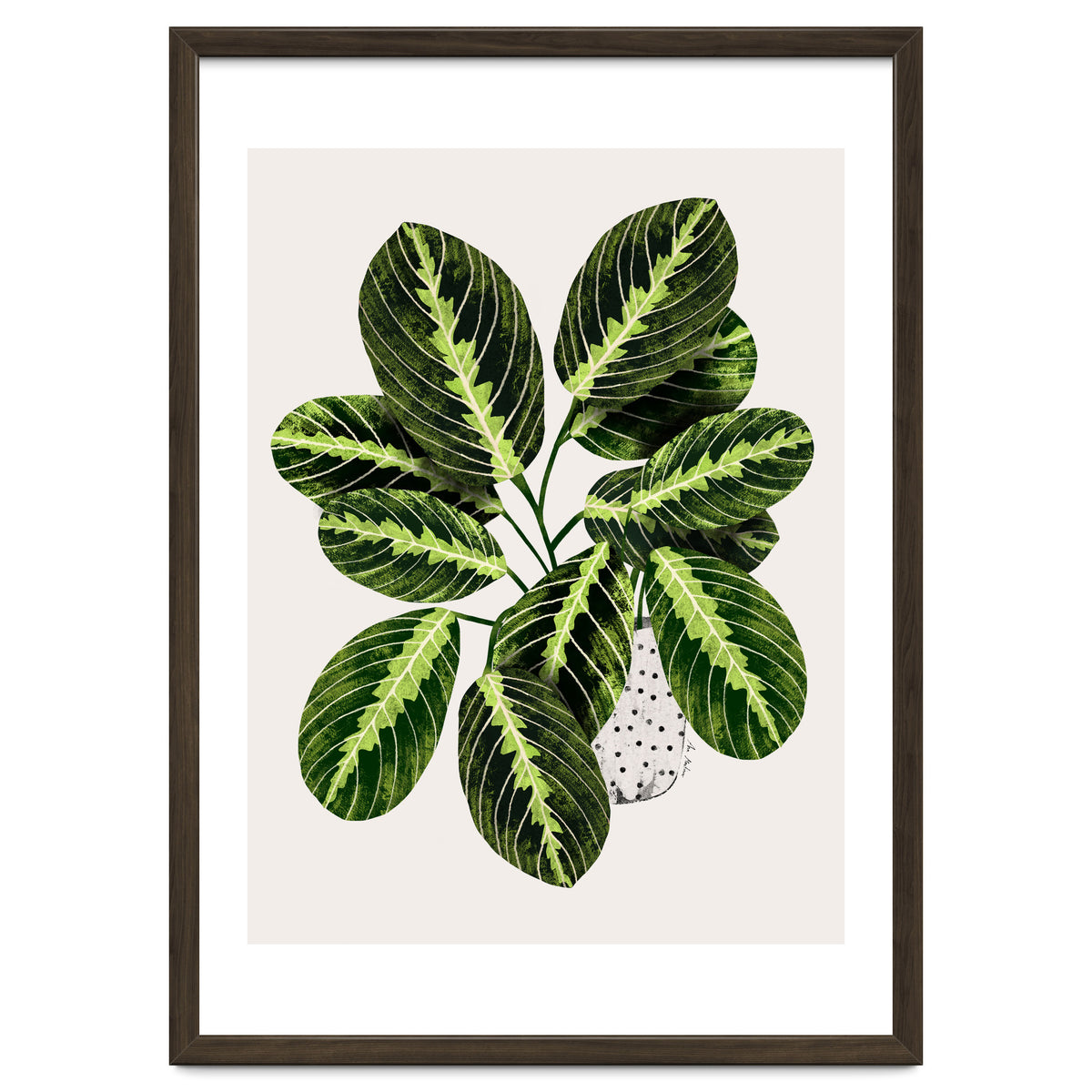 Maranta Plant