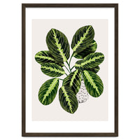 Maranta Plant