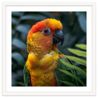 Close Up Of A Colorful Sun Conure Parrot