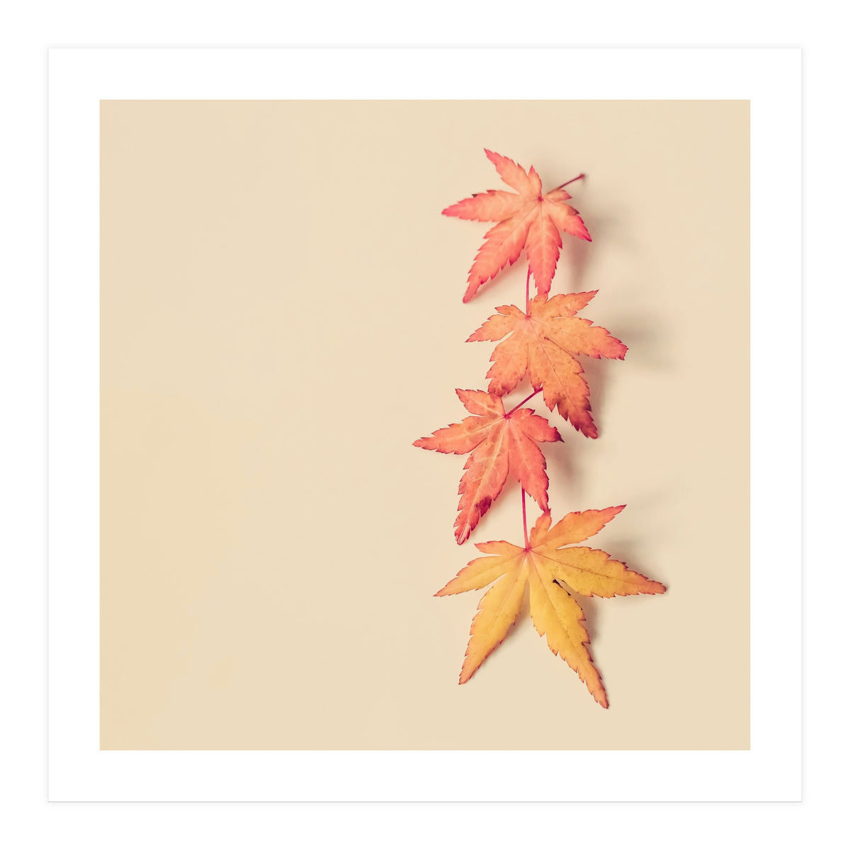 Maple In Pastel (Print Only)