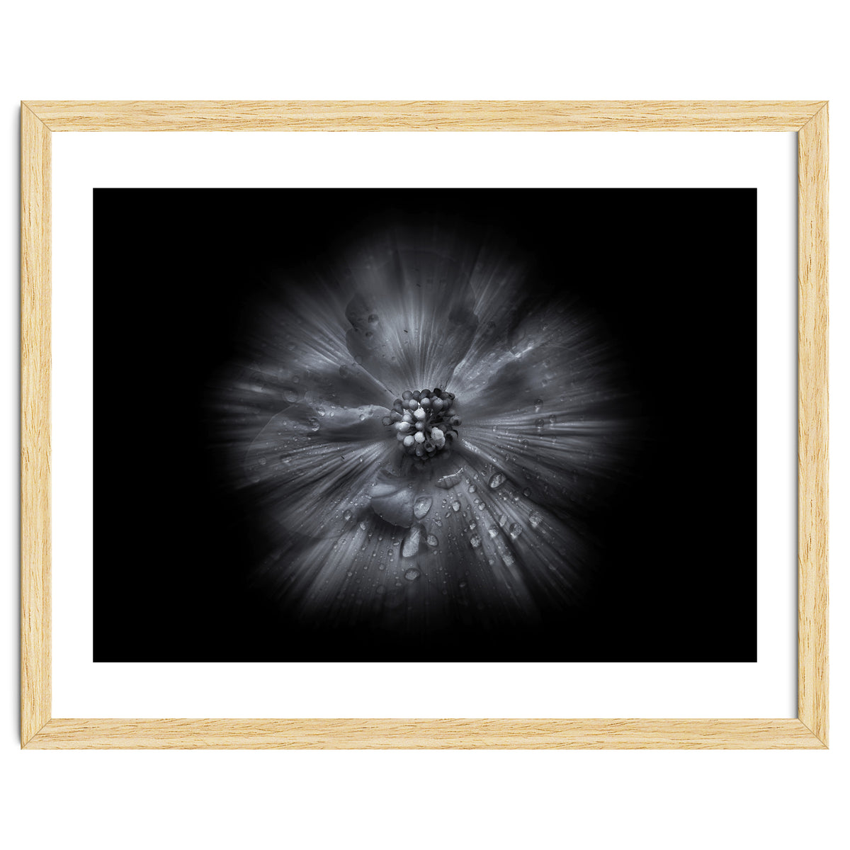 Backyard Flowers In Black And White No 66 Flow Version