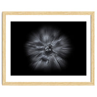 Backyard Flowers In Black And White No 66 Flow Version