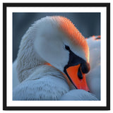 Close Up Of A White Swan With Water Droplets thumbnail