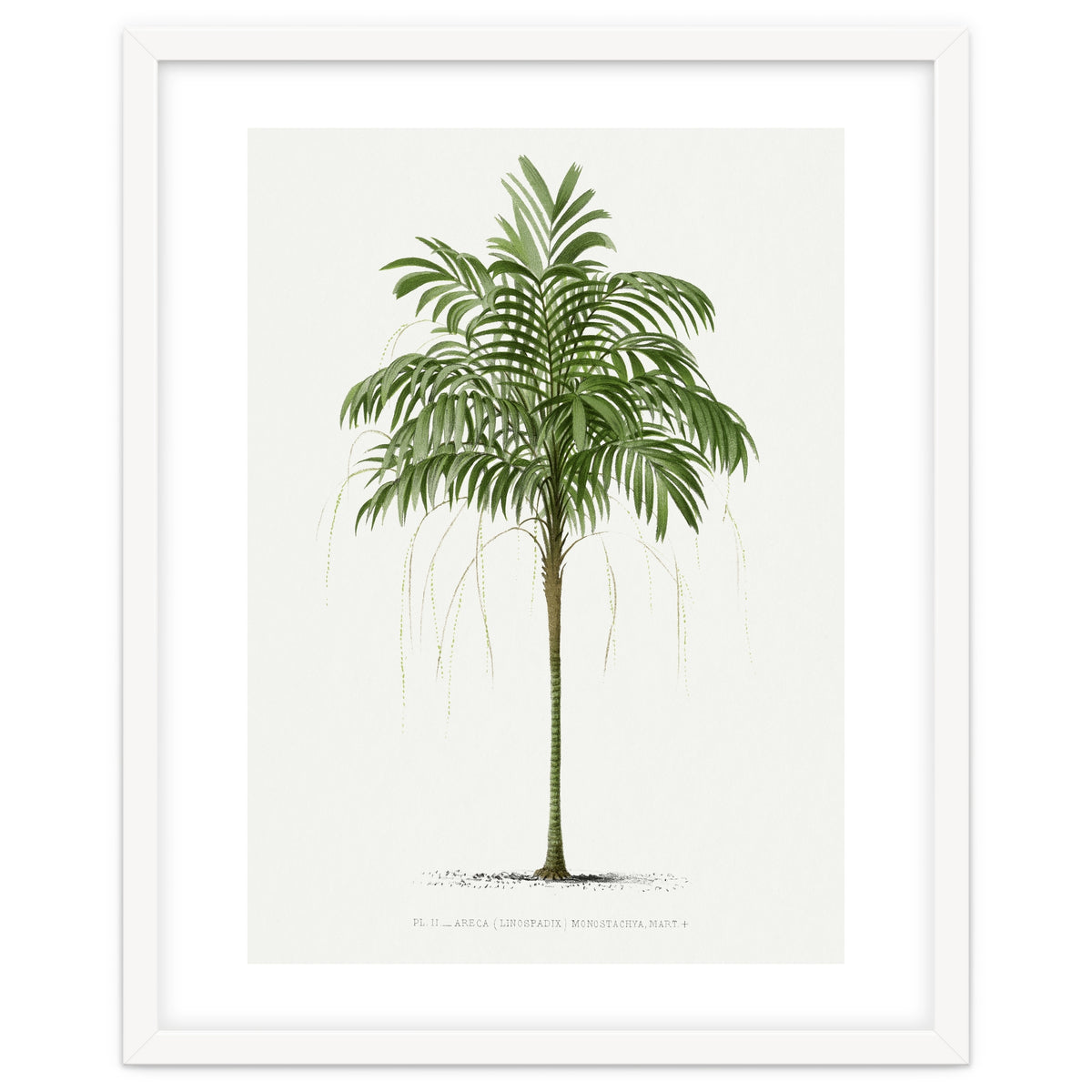 Oswald de Kerchove de Denterghem – Vintage Palm Tree Illustration (1878)